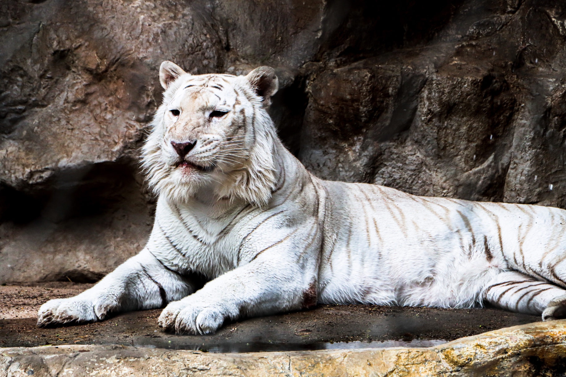 WHITE TIGER — STILL